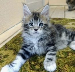 Zwei Maine-Coon-Kätzchen zu verkaufen