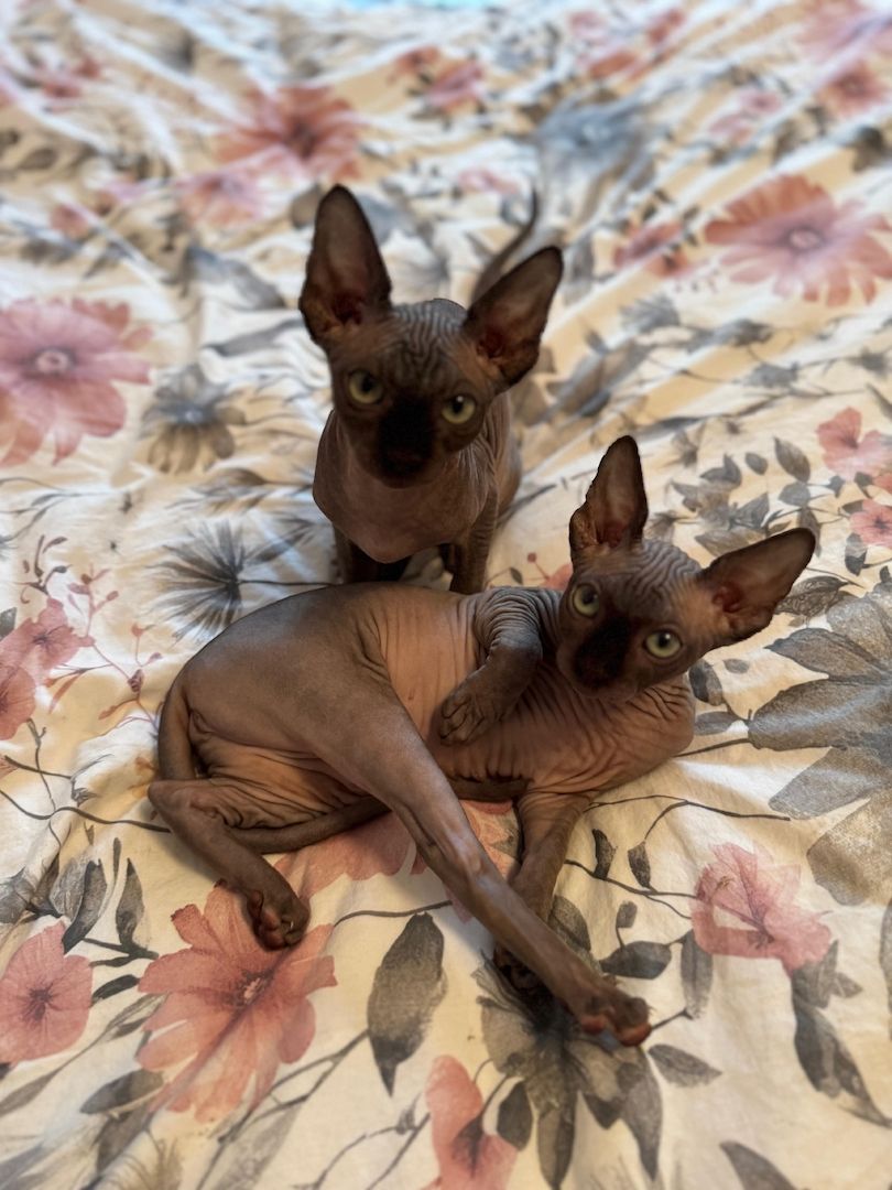 🐈‍⬛Reinrassige kanadische Sphynx Kitten-2 einzigartige🥰❤️‍🔥 Babys suchen  liebevolles Zuhause 🏡