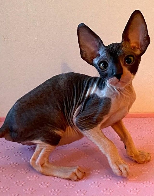 Cornish-Rex-Kätzchen zu verkaufen