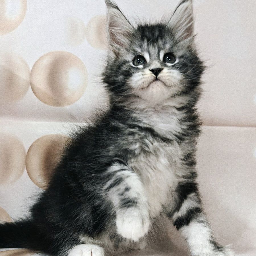 Maine-Coon-Kätzchen zu verkaufen