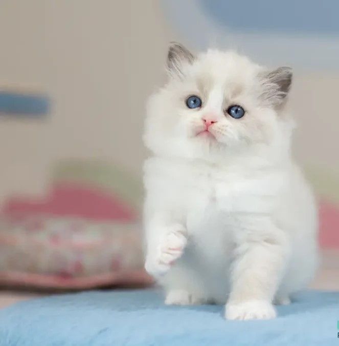 Ragdoll-Kätzchen zu verkaufen