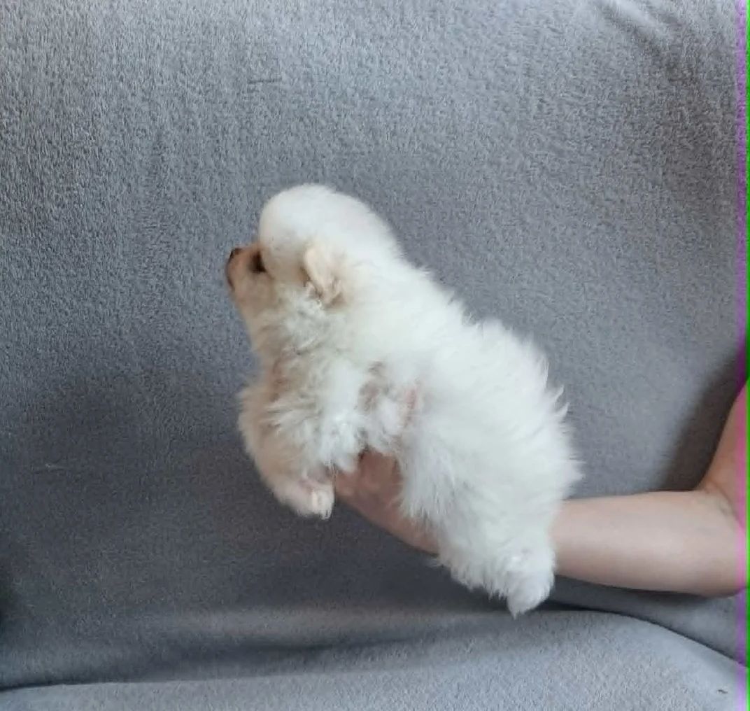Pomeranian-Welpen zu verkaufen