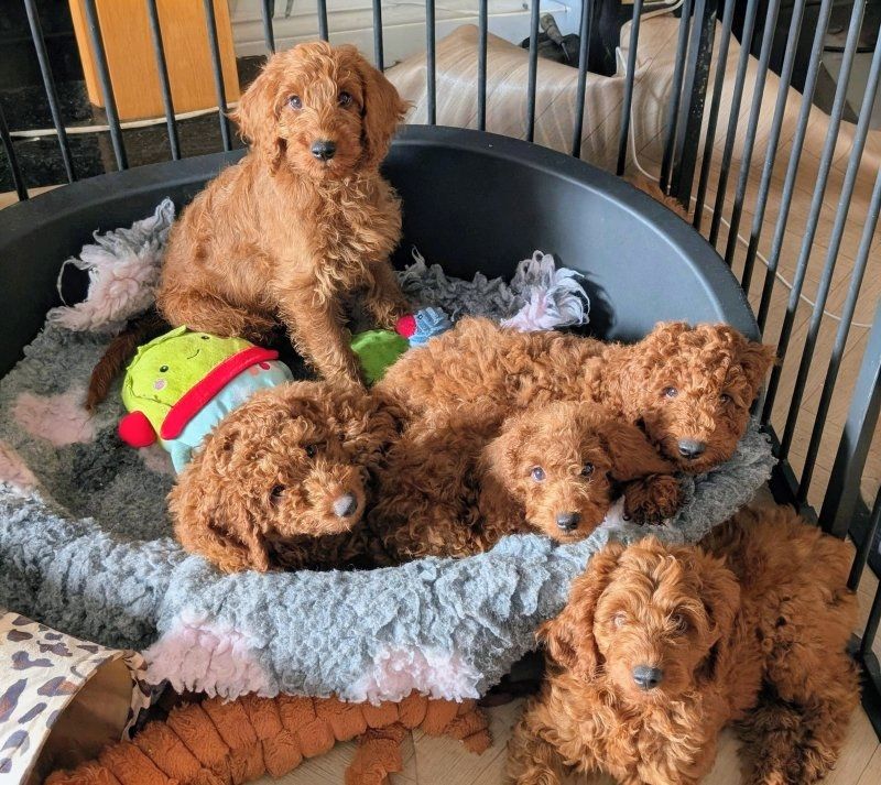 F1B-Labradoodle-Welpen suchen ein Zuhause