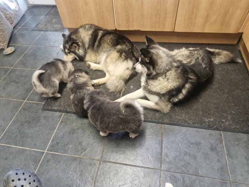 Noch 3 Pomsky-Welpen verfügbar