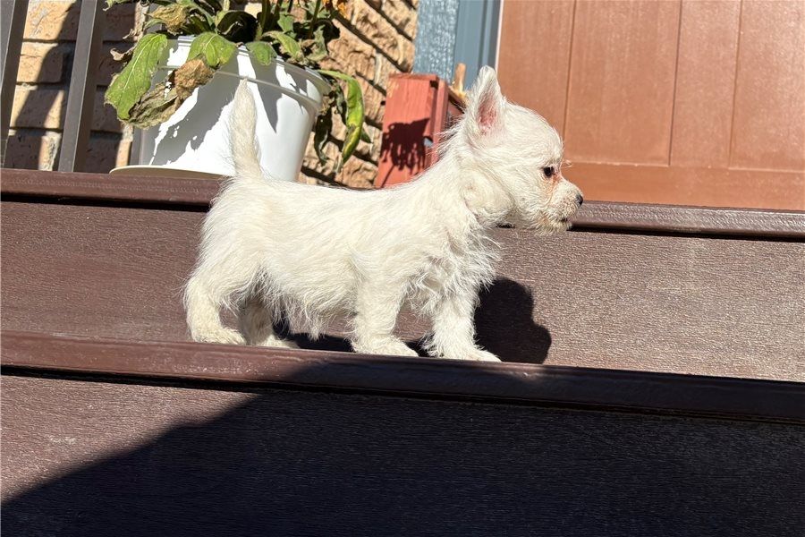 West Highland White Terrier welpen. WhatsApp: +44 7469 456352