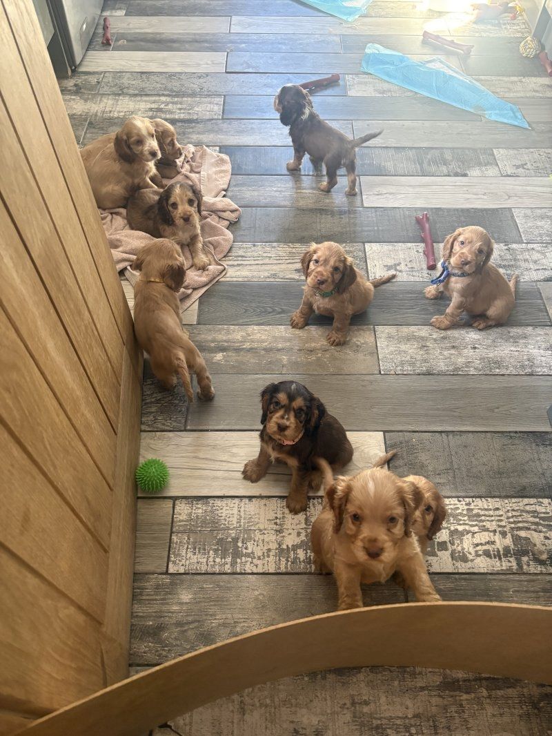 Cocker-Spaniel-Welpen abzugeben