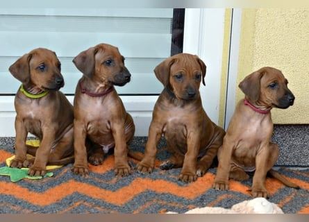 Thai Ridgeback Welpen. WhatsApp: +44 7469 456352