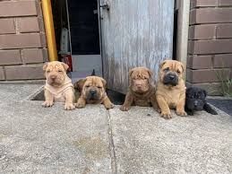 Shar Pei Welpen. WhatsApp: +44 7469 456352