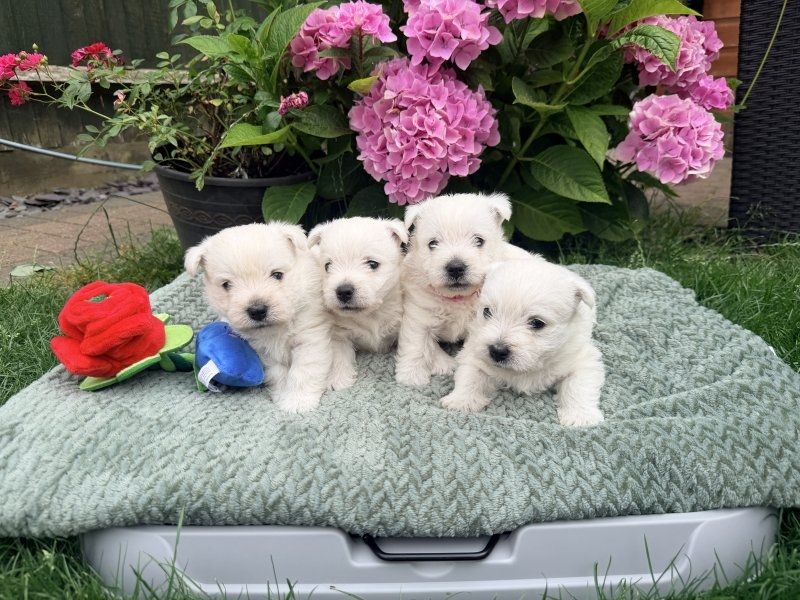 West Highland White Terrier Welpen abzugeben