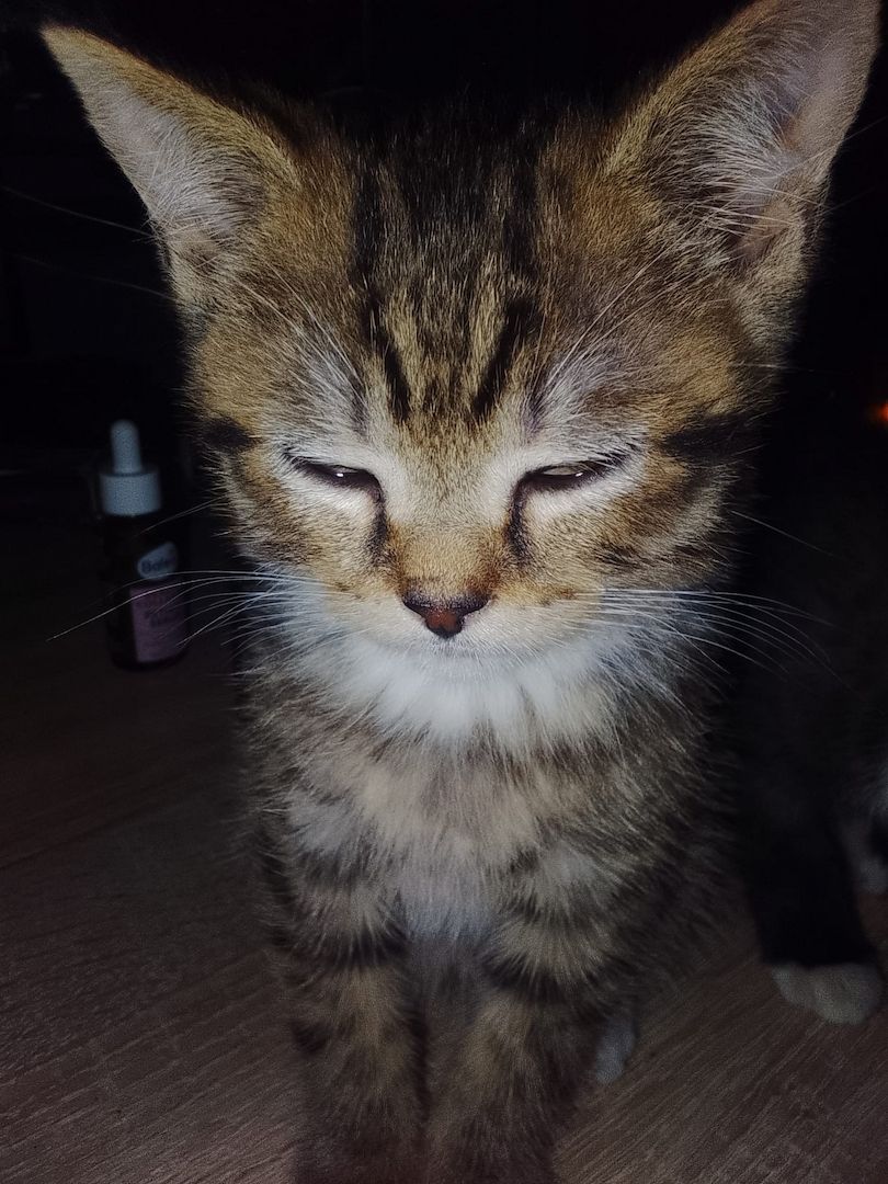 Kitten zu verkaufen