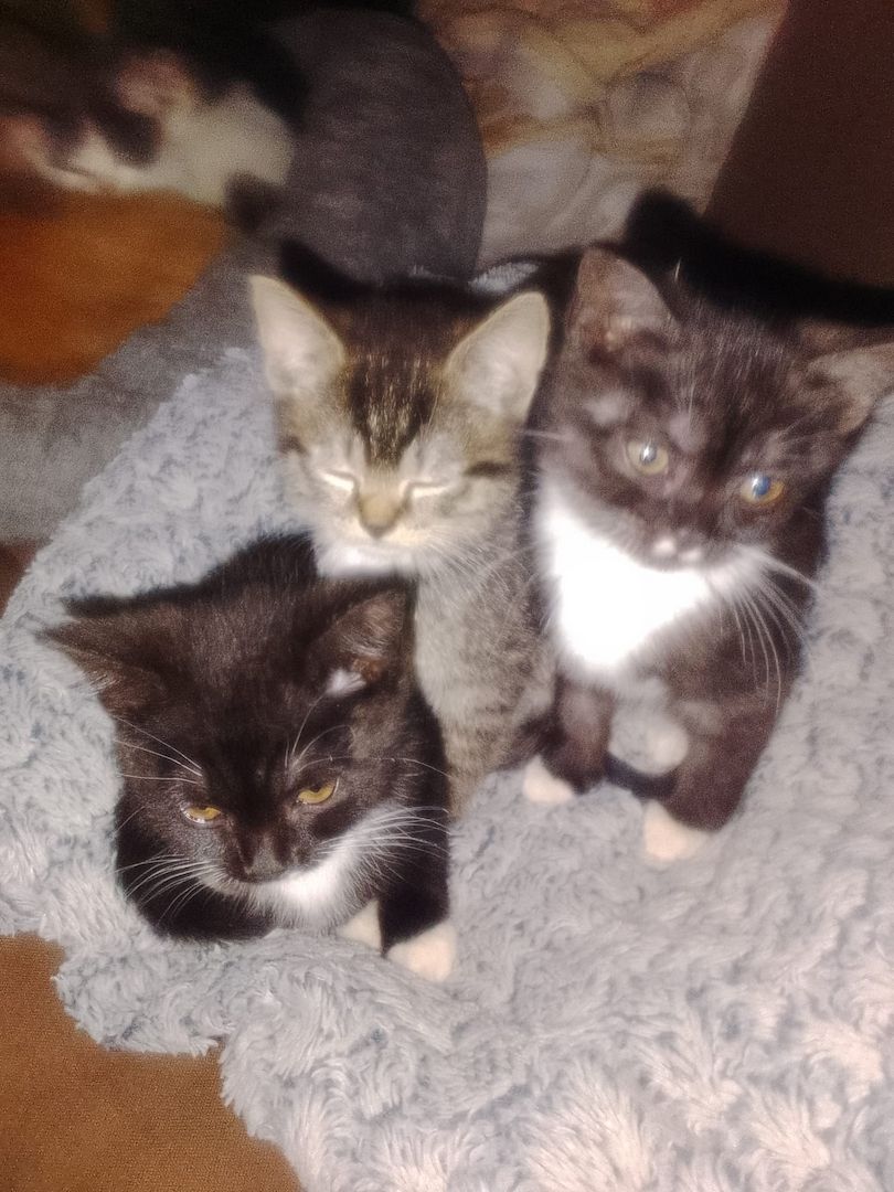 Kitten zu verkaufen