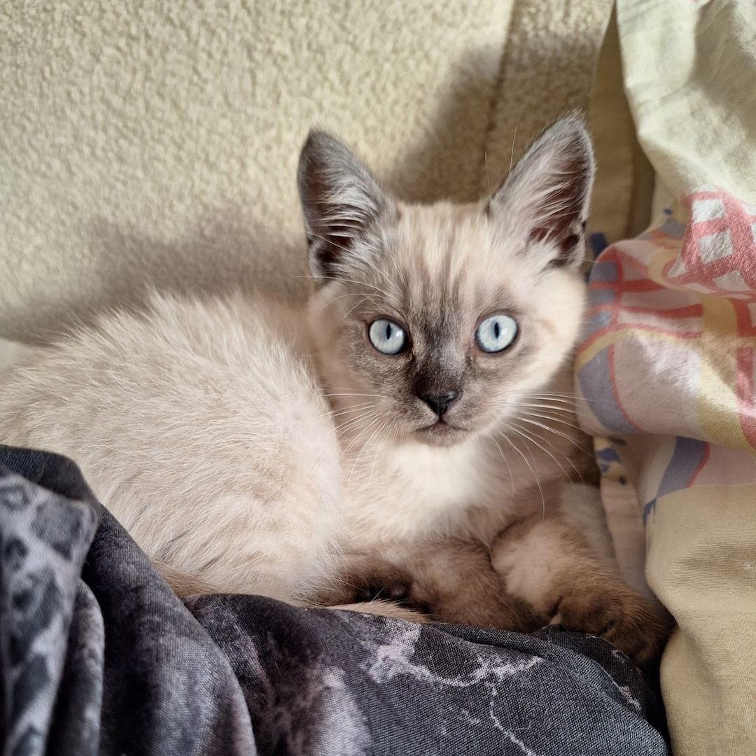 Wunderschönes Siam Kitten sucht liebevolles Zuhause