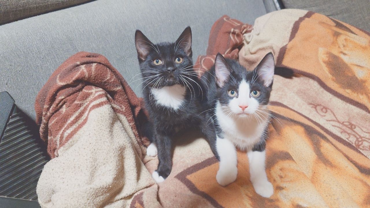 Zwei ca. 3 Monate alte, gesunde und verspielte Kitten suchen gemeinsam ein neues Zuhause