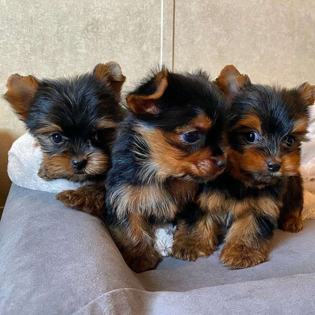 Wunderschöne Yorkshire-Terrier-Welpen suchen ein neues Zuhause