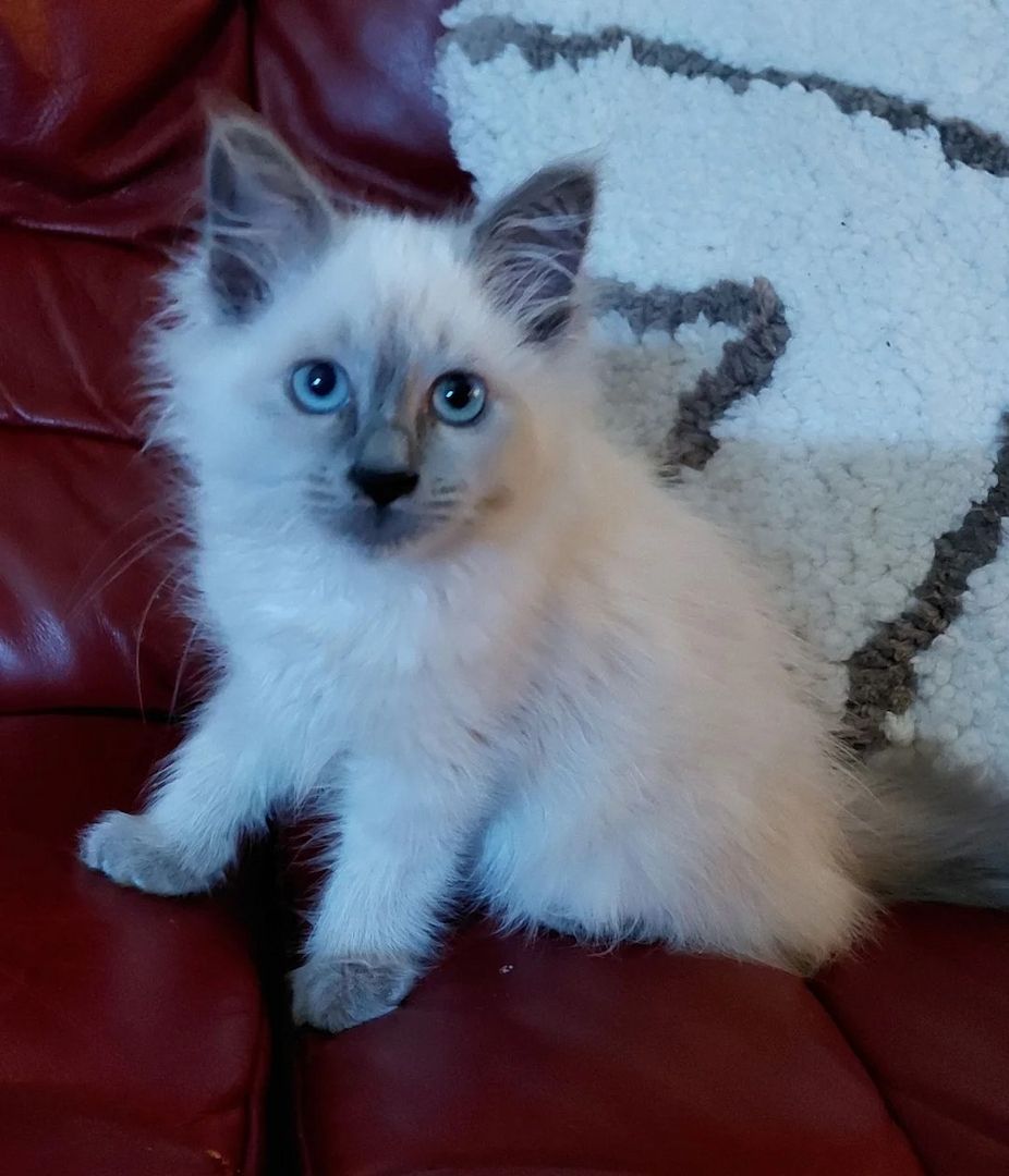 Birman kittens