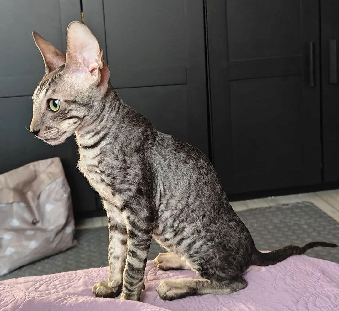 wunderschönes Cornish-Rex-Kätzchen
