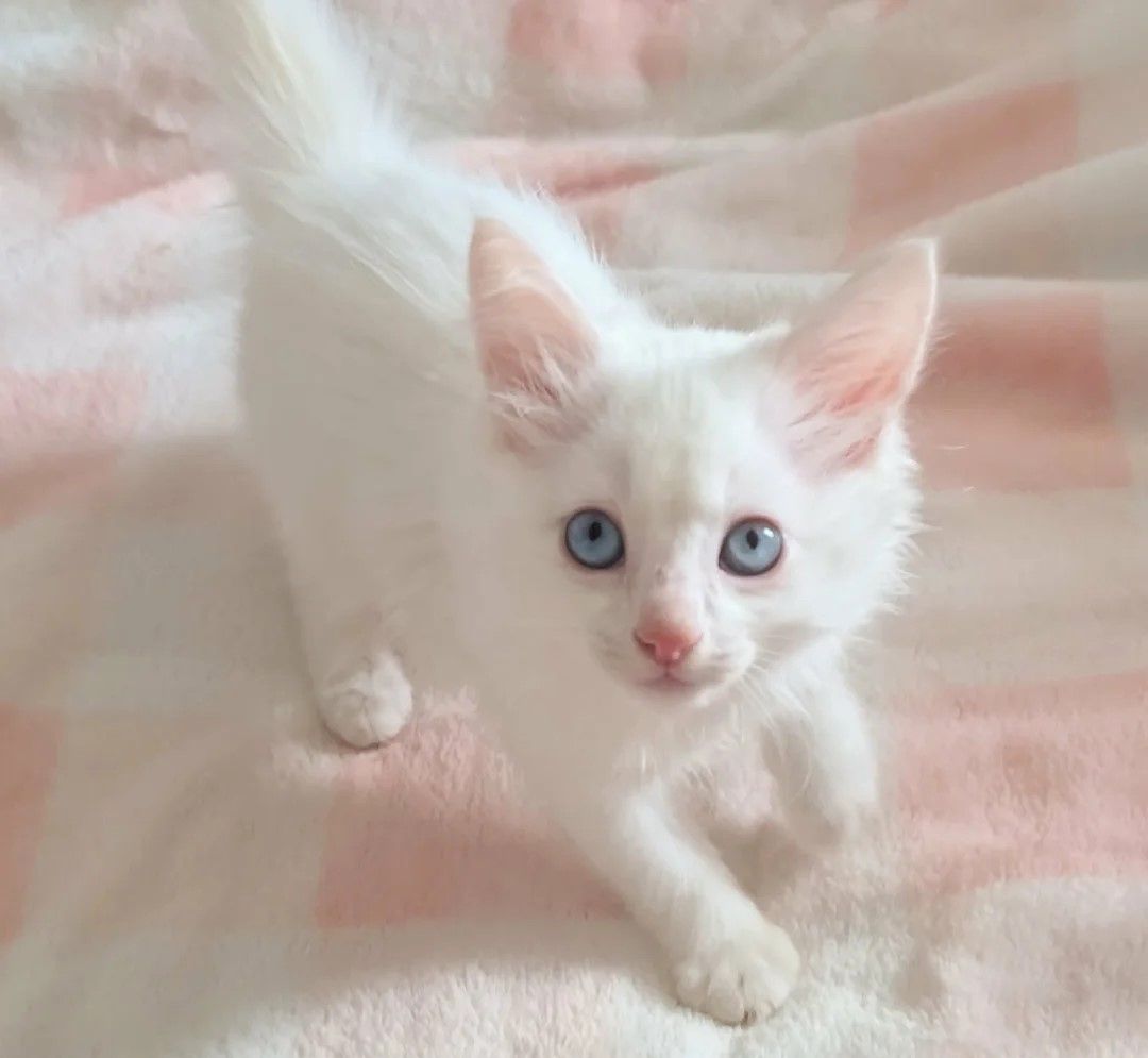 Türkisch-Angora-Kater