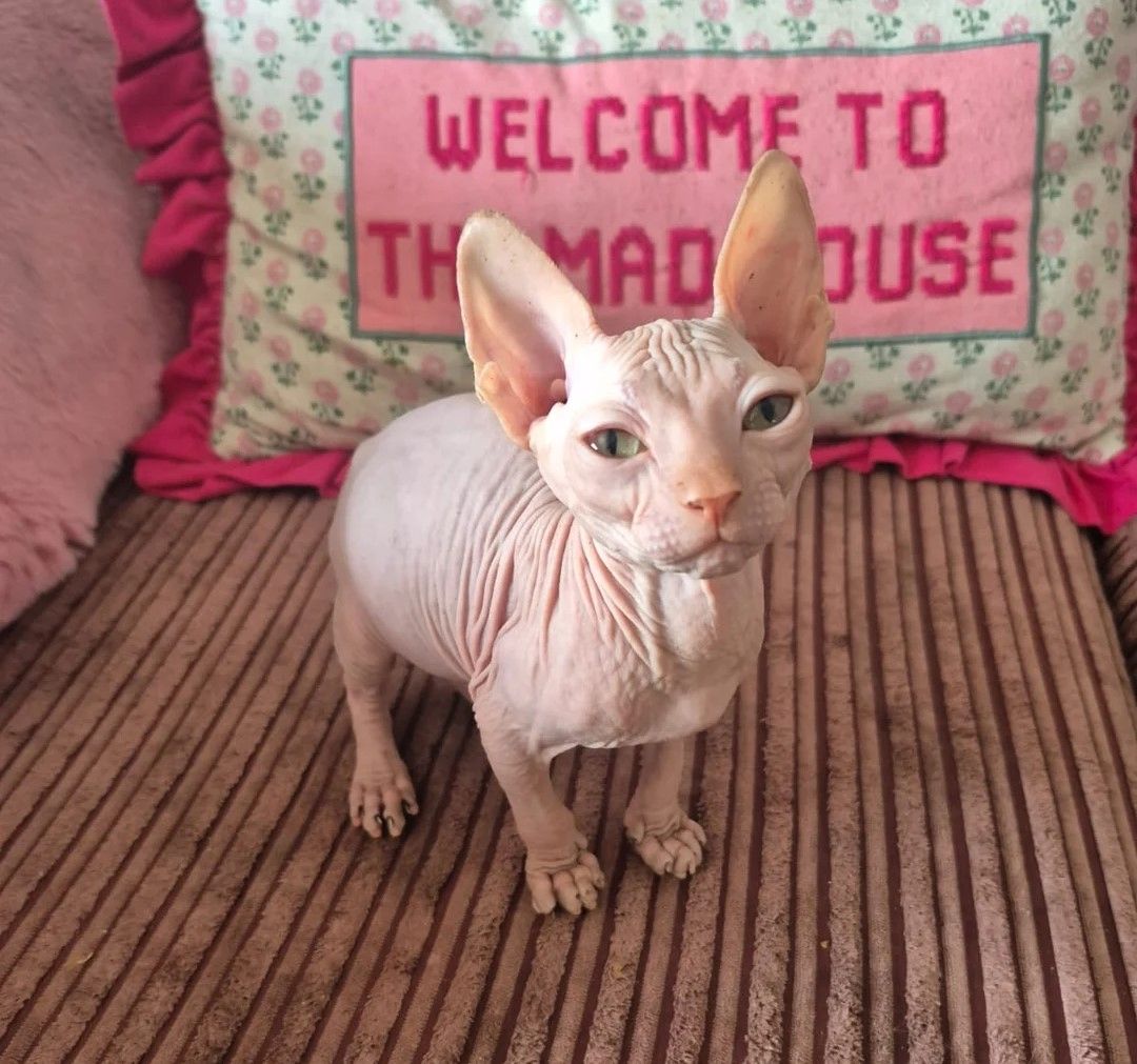 Wunderschöne rosafarbene Sphynx-Kätzchen