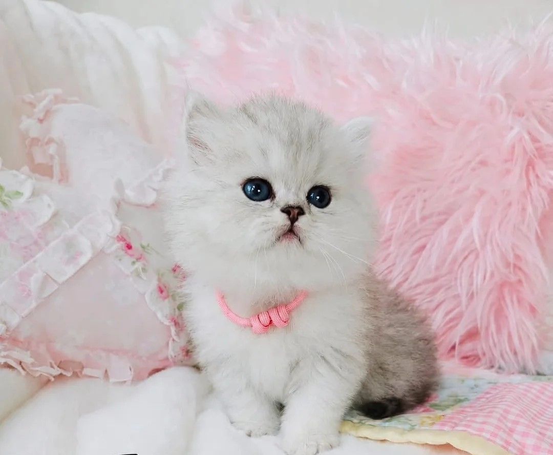 Perserkatzenbabys