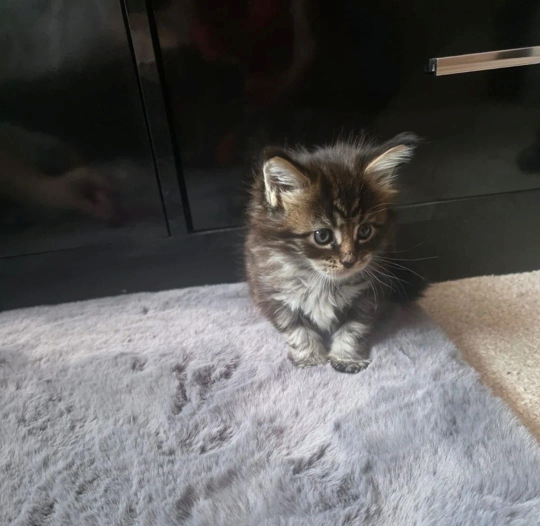 Maine-Coon-Kätzchen