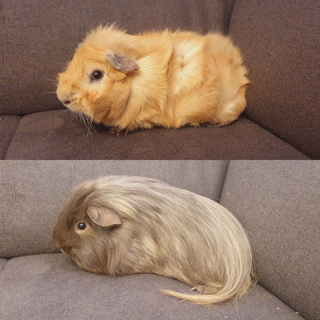 2 junge Meerschweinchen mit oder ohne Käfig Zubehör