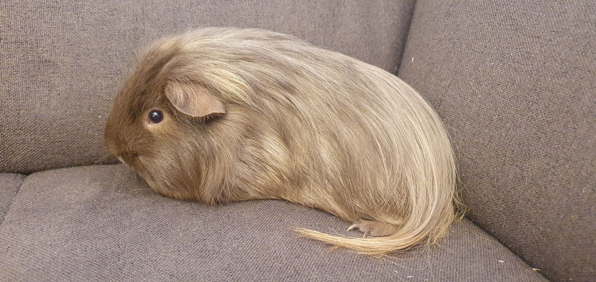 2 junge Meerschweinchen mit oder ohne Käfig Zubehör