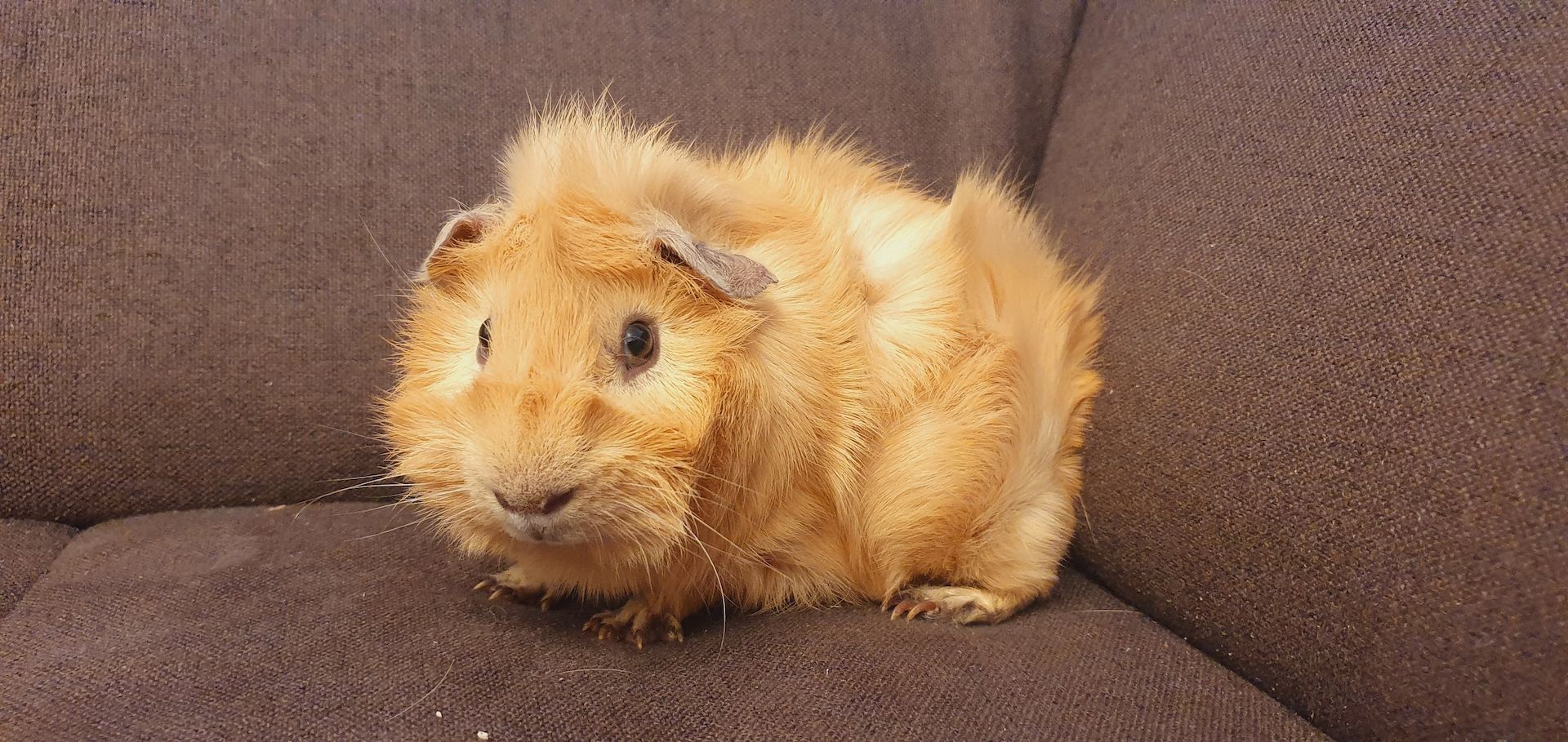 2 junge Meerschweinchen mit oder ohne Käfig Zubehör