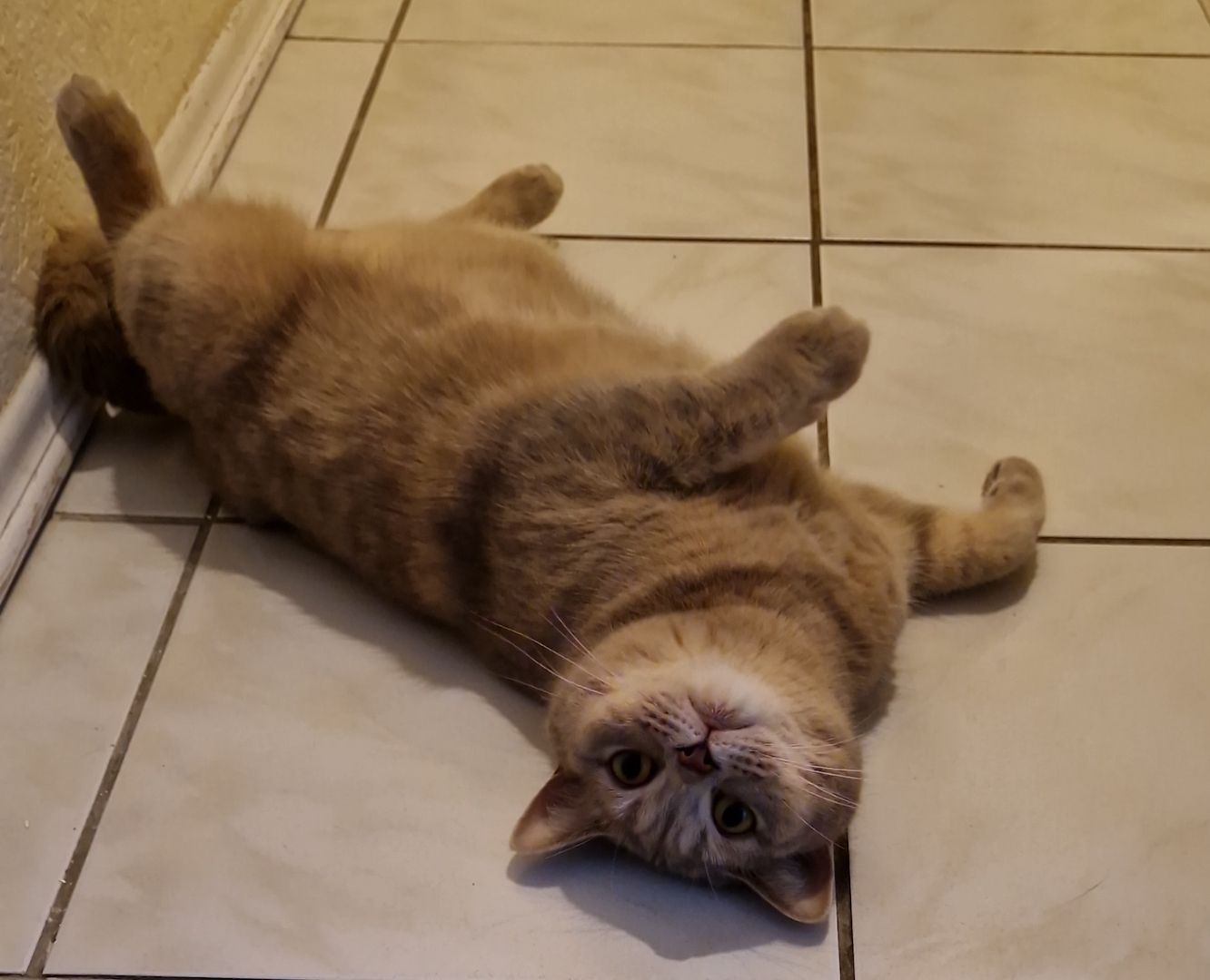BKH-KATER
