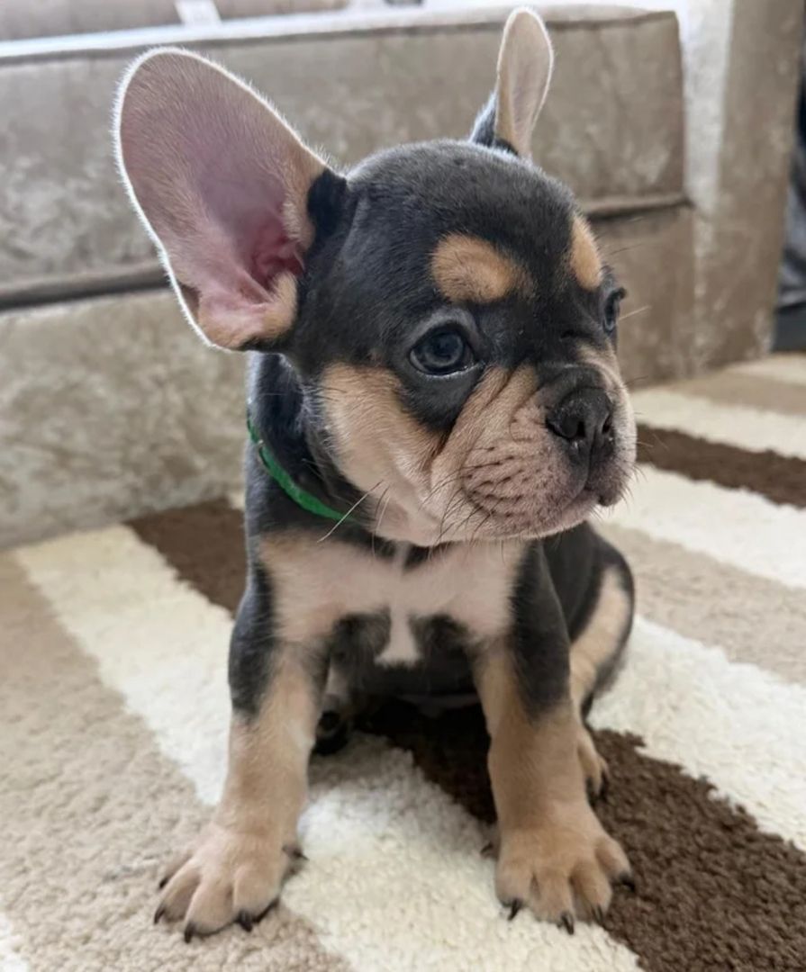 Cachorros de bulldog francés para adopción