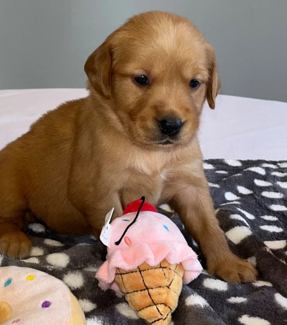 Golden retriever para adopción
