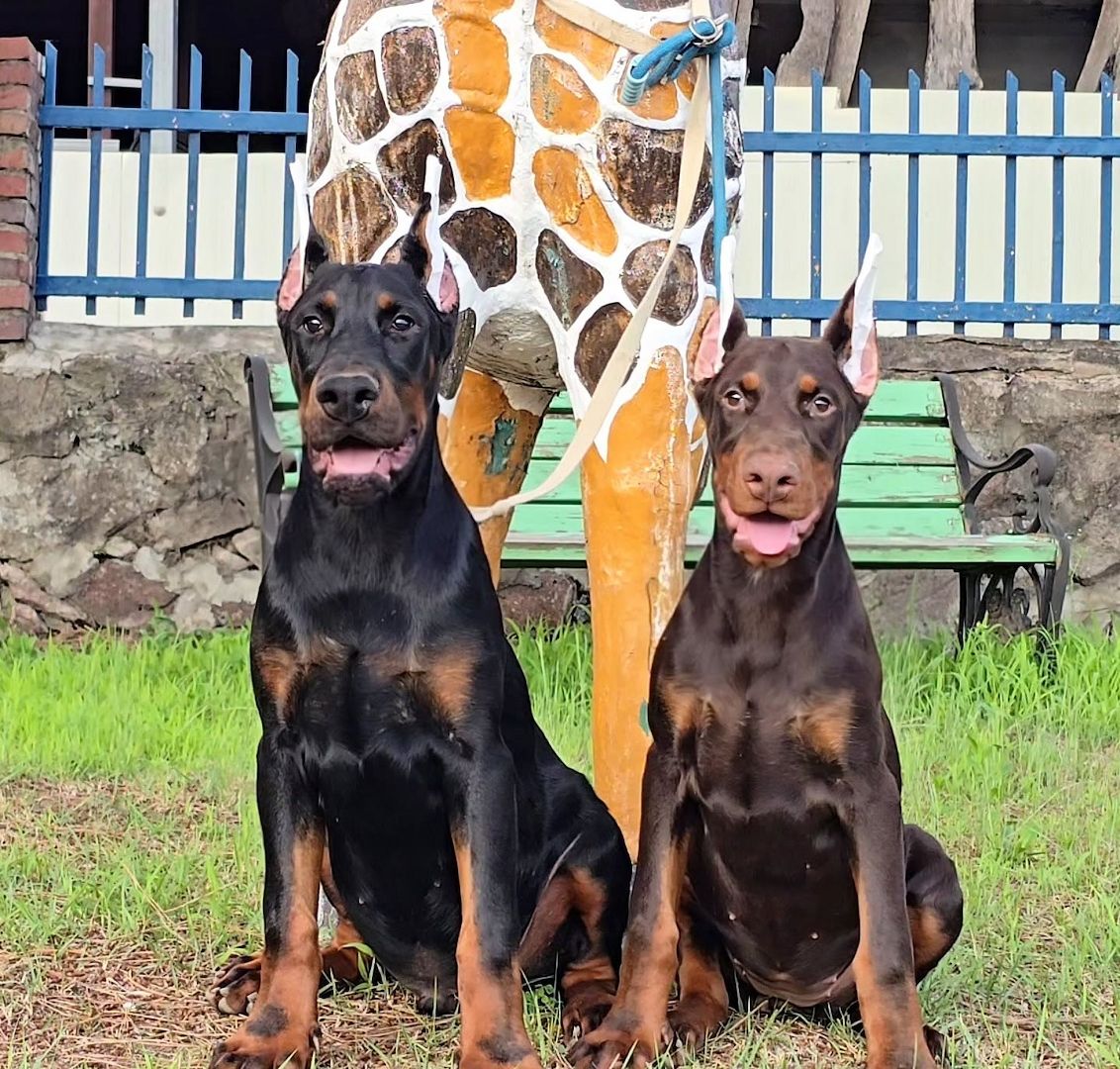 Wunderschöne Dobermann Welpen mit Ahnenpass abzugeben