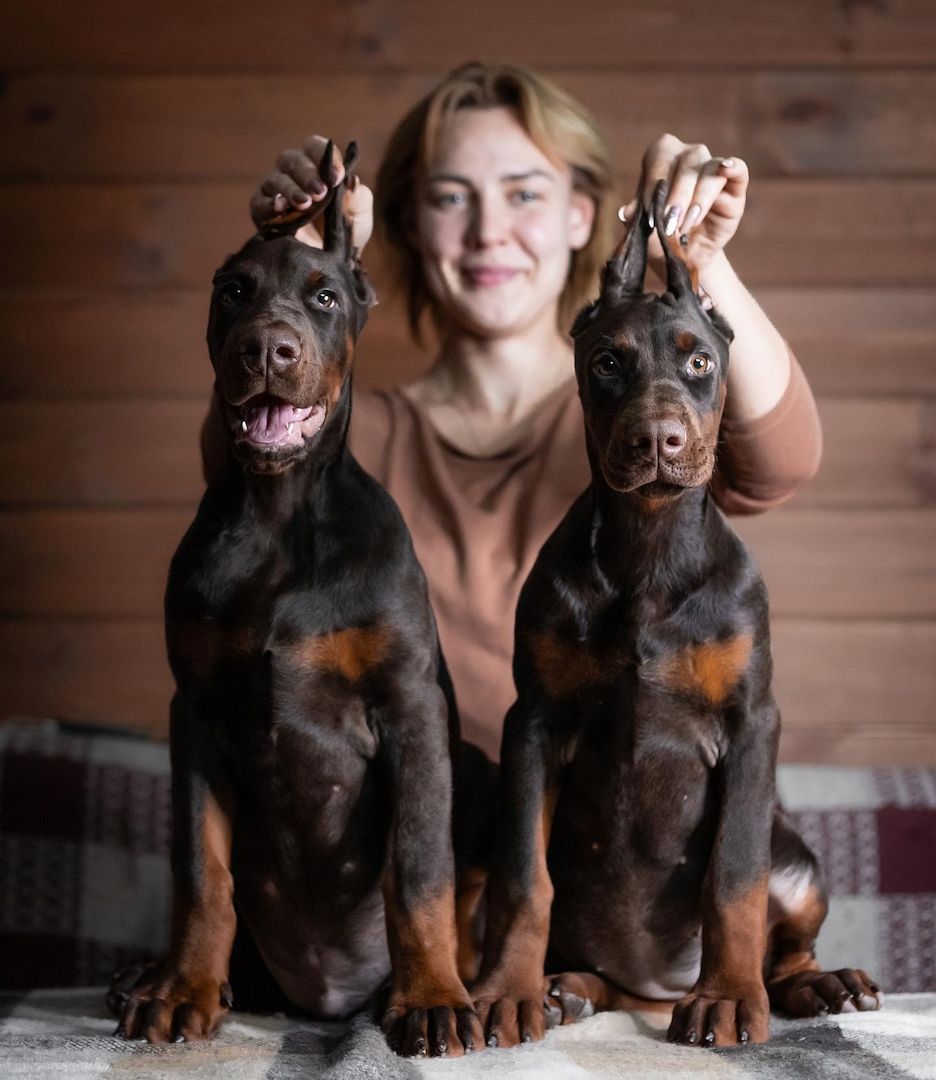 Reinrassige Dobermann Welpen mit bestem Charakter