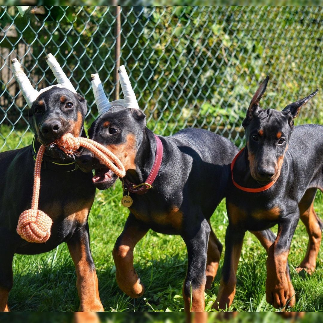 Dobermann Welpen – Kraft, Eleganz und Treue vereint