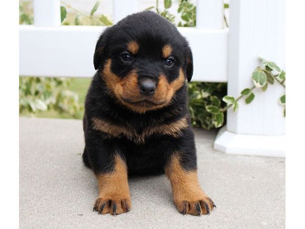 Rottweiler-Welpen mit Stammbaum