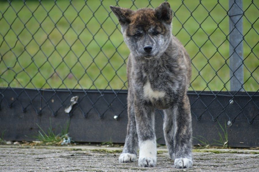 Akita-Inu-Welpen