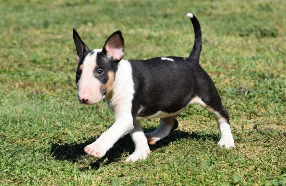 Registrierte Boston Terrier
