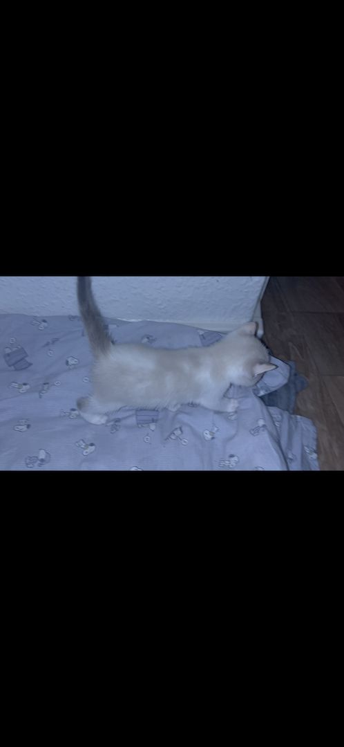 Katzen Kitten 14 Wochen