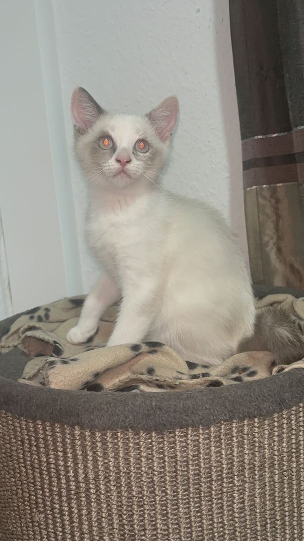 Katzen Kitten 14 Wochen