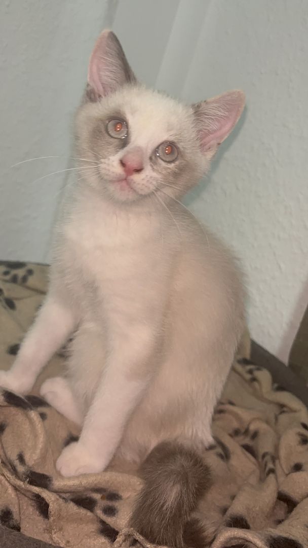 Katzen Kitten 14 Wochen