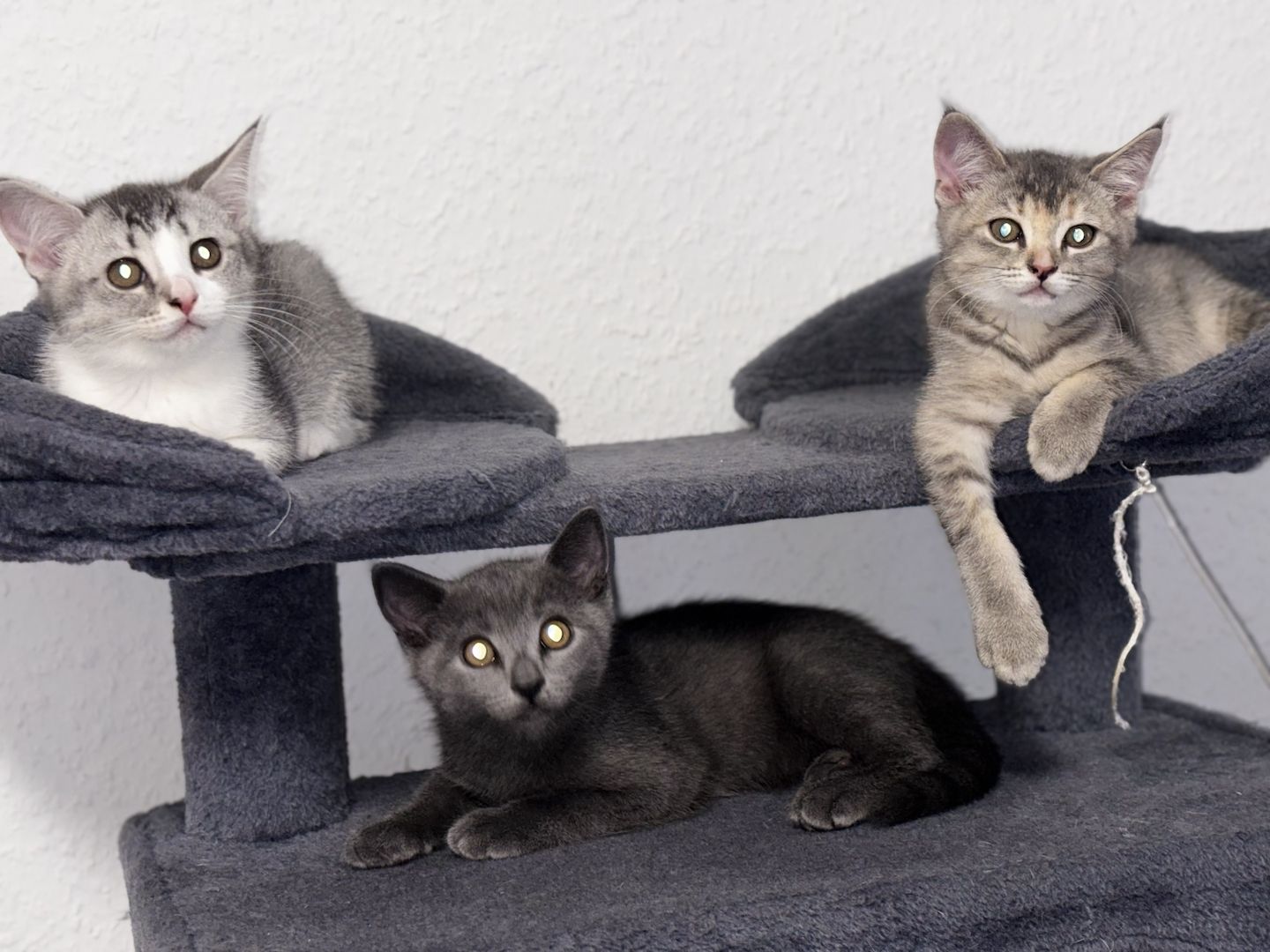 Katzen Kitten 14 Wochen