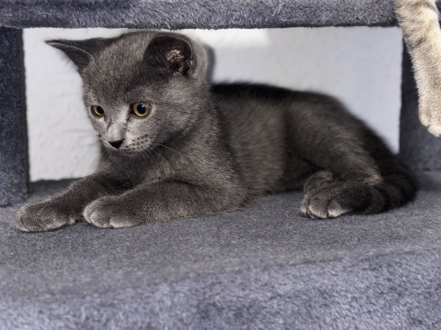 Katzen Kitten 14 Wochen