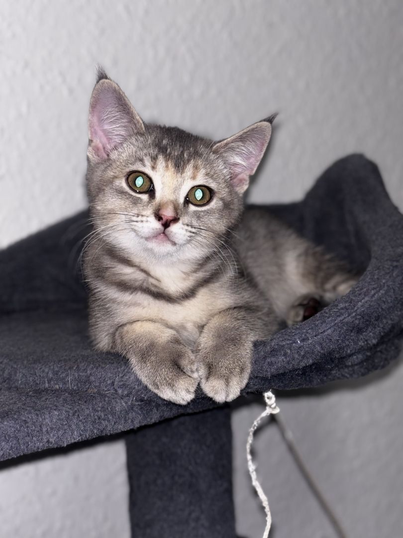 Katzen Kitten 14 Wochen
