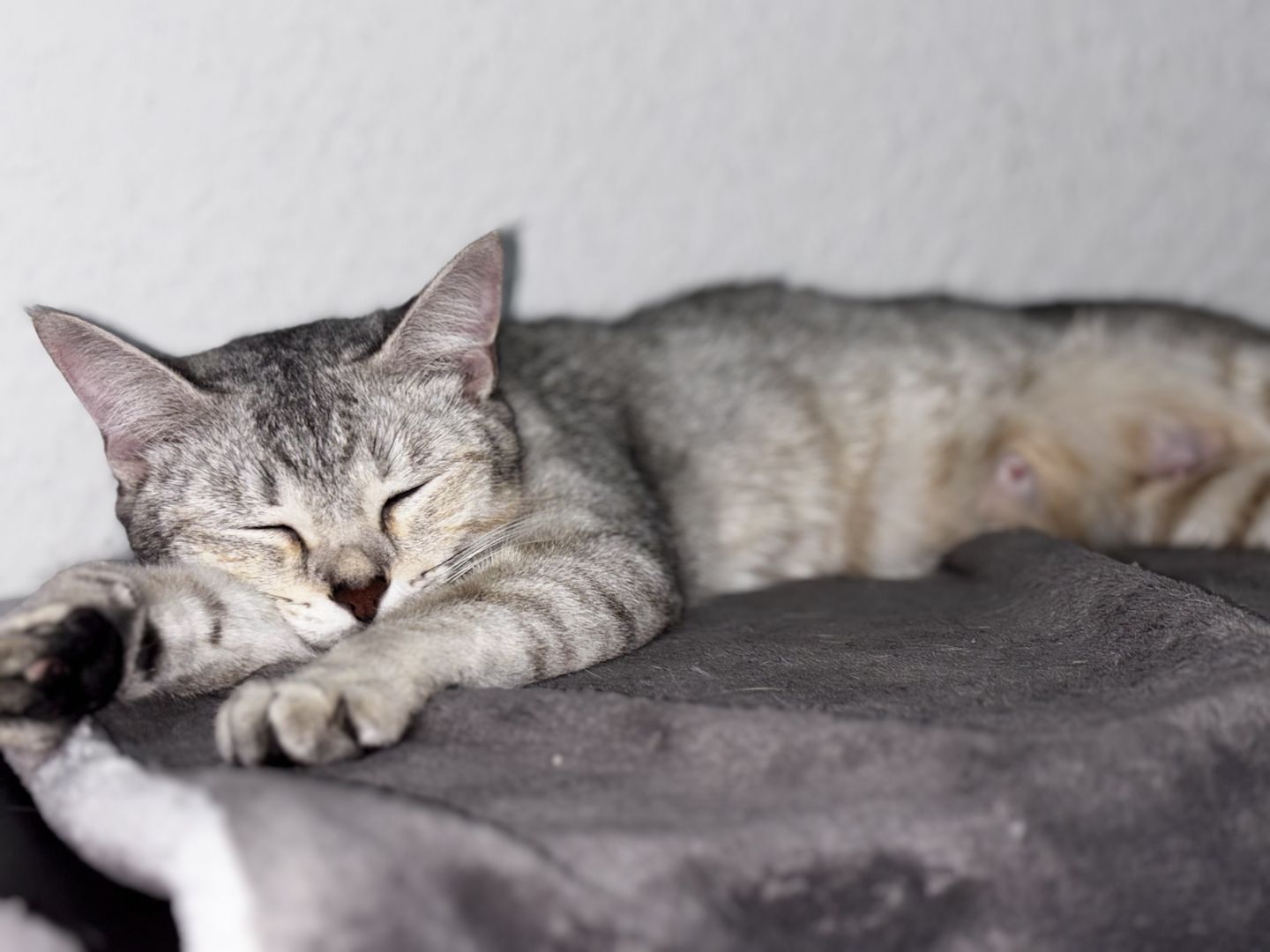 Katzen Kitten 14 Wochen