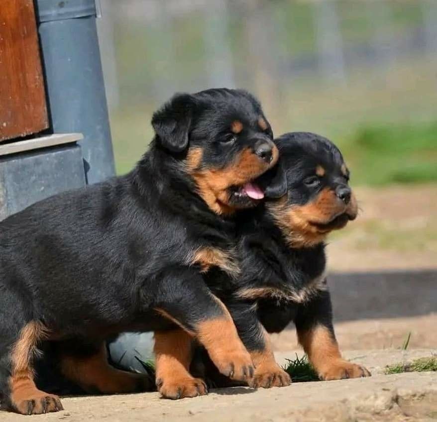 Rottweiler-Welpen zu verkaufen