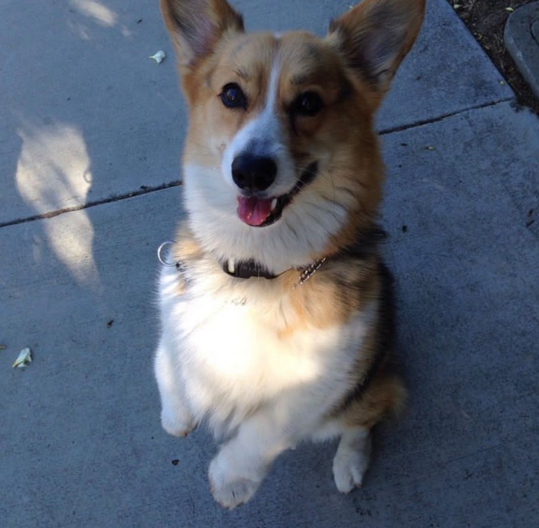 Bezaubernder Corgi-Welpe