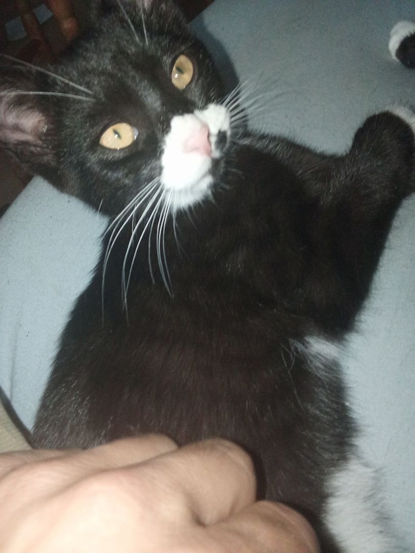 Baby-Katzen