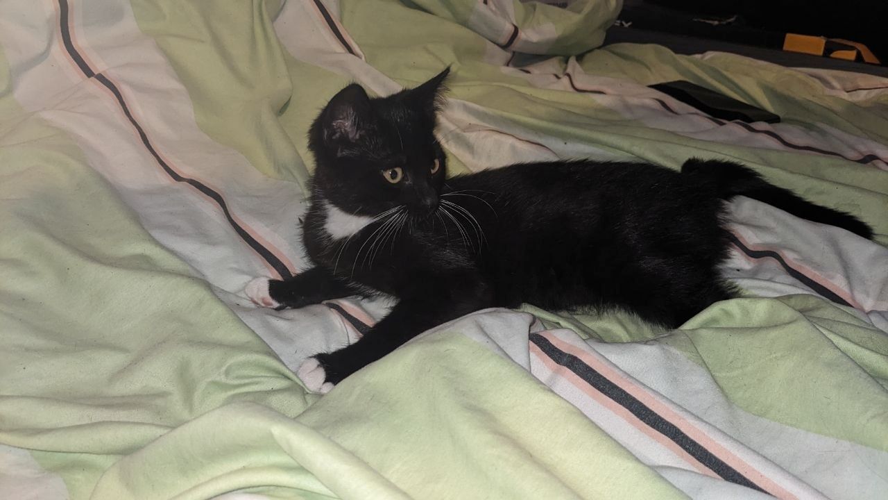 Baby-Katzen