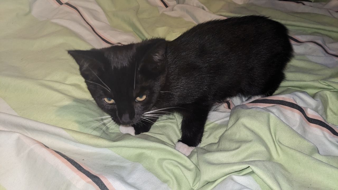 Baby-Katzen