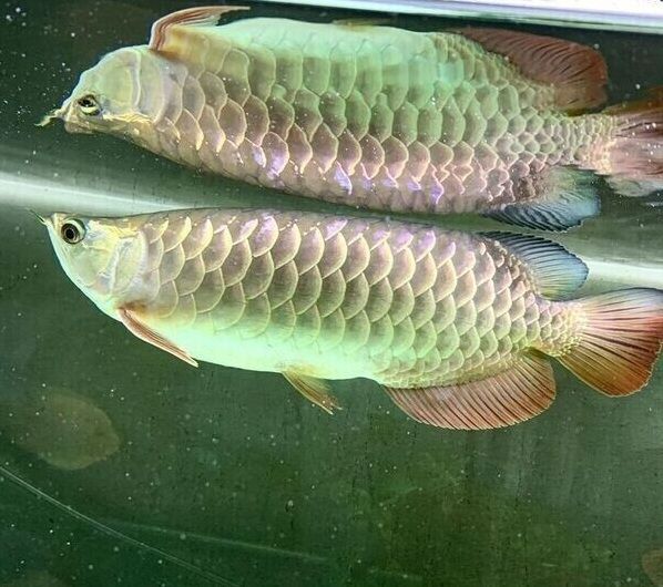 Super Red Asian Arowana (Asiatischer Arowana) zu verkaufen.