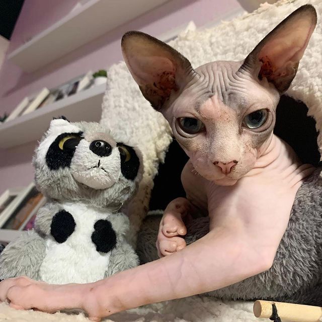 🐾 Wunderschöne Sphynx-Kätzchen suchen ein liebevolles Zuhause 🐾